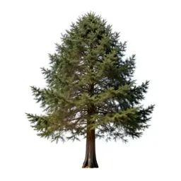 Coastal redwood