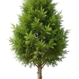 Cypress