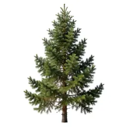 Douglas fir