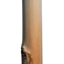 Eucalyptus with peeling bark
