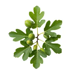 Fig tree with fruit