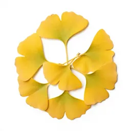 Gingko in autumn