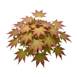 Japanese maple