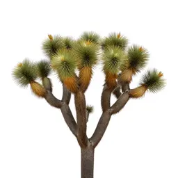 Joshua tree