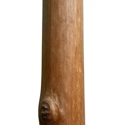 Kauri trunk