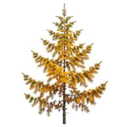 Larch in autumn