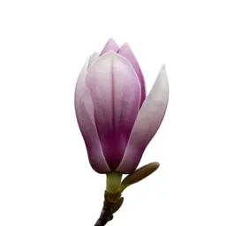 Magnolia tree in bud