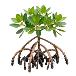 Mangrove with stilt roots
