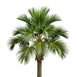 Nikau palm