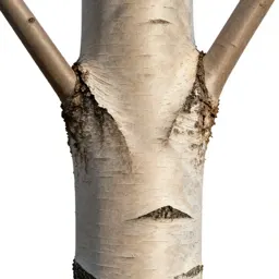 Paperbark tree