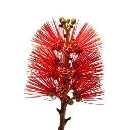 Pohutukawa in flower