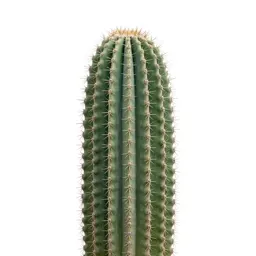 Saguaro cactus
