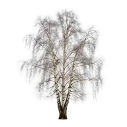 Silver birch stand