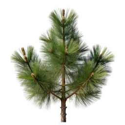Stone pine