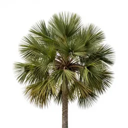 Totara