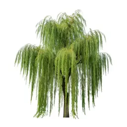 Weeping willow