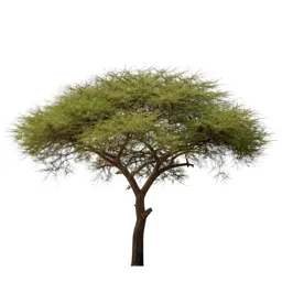 Acacia on savannah