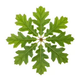 English oak in full leaf