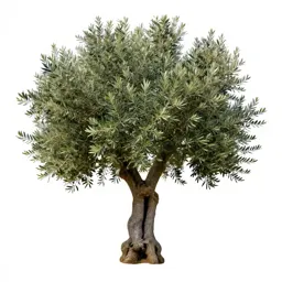 Olive tree with a gnarled trunk