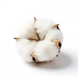 Boll