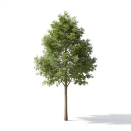 Shoetree