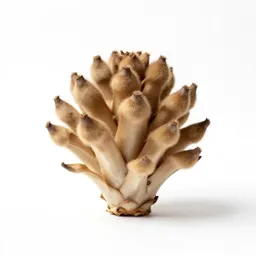 Spathe