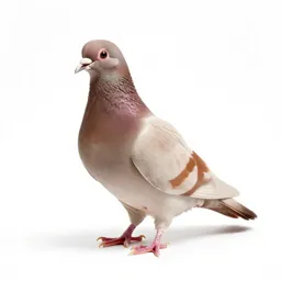 Stool pigeon