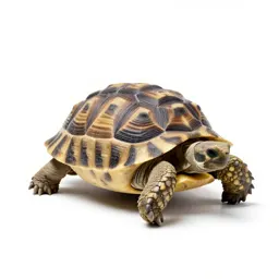 Testudo