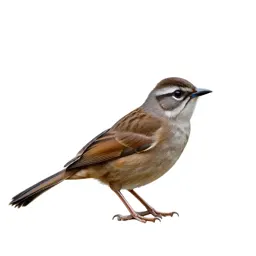 Babbler