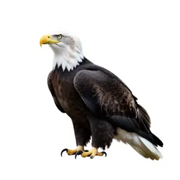 Bald eagle