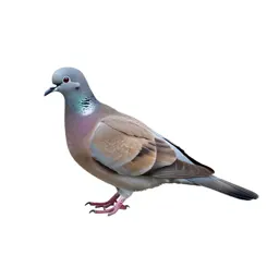 Band-tailed pigeon