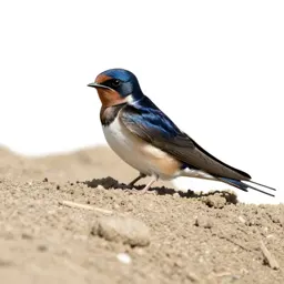 Bank martin