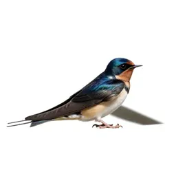 Barn swallow