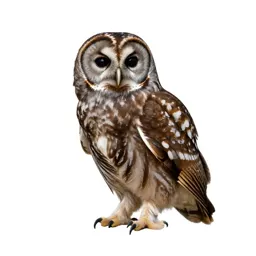 Barred owl