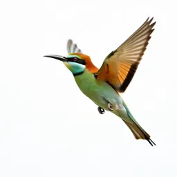 Bee eater