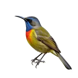 Bellbird