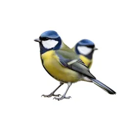 Bird of passage