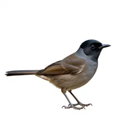 Black-fronted bush shrike