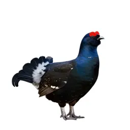 Black grouse