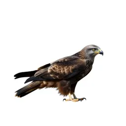 Black kite