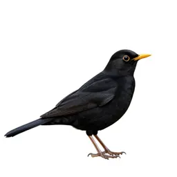 Blackbird