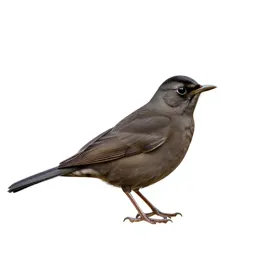 Blackcap