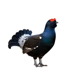 Blackcock