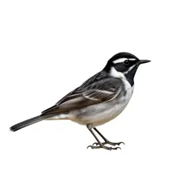 Blackpoll