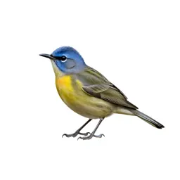 Blue-headed vireo