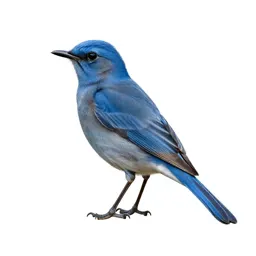 Blue mockingbird