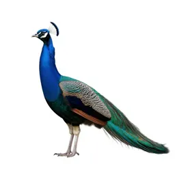 Blue peafowl