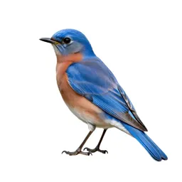Bluebird