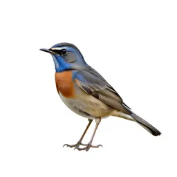 Bluethroat