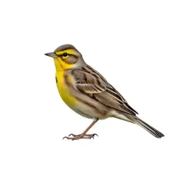 Bobolink